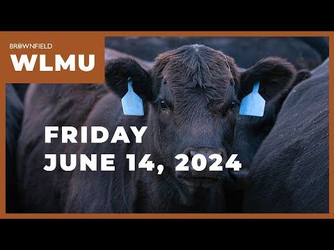 August feeder cattle futures jump $7 on the week | Weekly Livestock Market Update cover art
