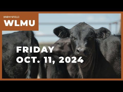 Feeder cattle markets $1 to $3 higher | Weekly Livestock Market Update cover art
