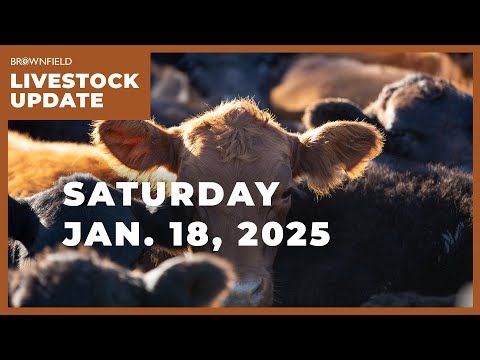 Beef imports increase 39% | Weekly Livestock Market Update cover art