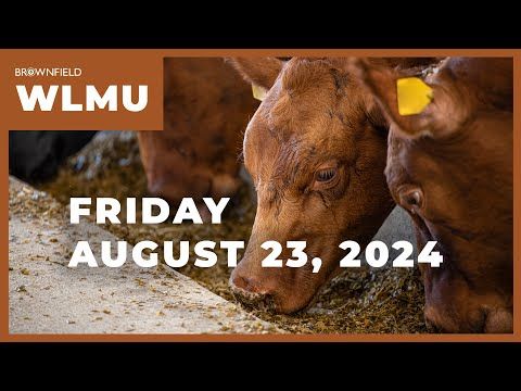 Cattle placements up 6% year-over-year | Weekly Livestock Market Update cover art