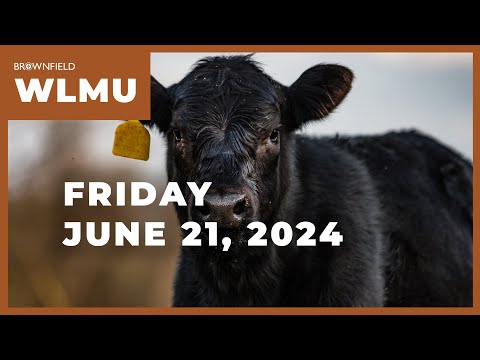 Cattle placed up 4%, outside the upper end of pre-report estimates | Weekly Livestock Market Update