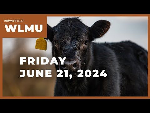 Cattle placed up 4%, outside the upper end of pre-report estimates | Weekly Livestock Market Update cover art