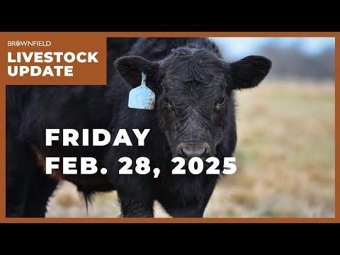 Feeder cattle futures gained $7 on the week | Weekly Livestock Market Update cover art