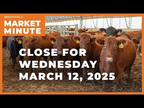 Cattle were sharply higher at midweek | Closing Market Minute cover art