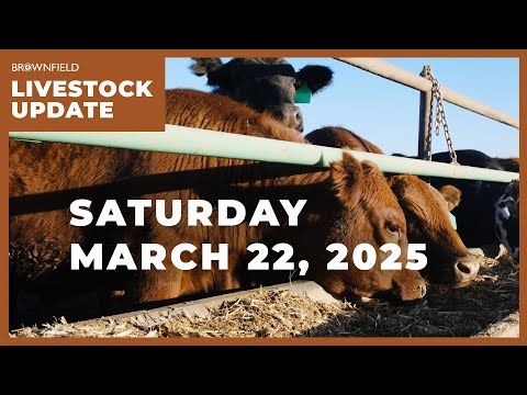 Placements drop 18% in latest Cattle on Feed report | Weekly Livestock Market Update cover art