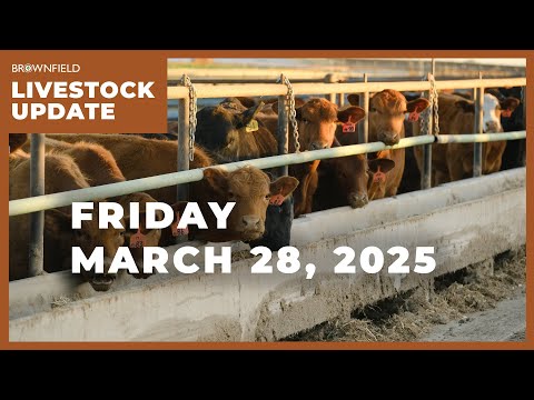 Another strong week for the cattle markets | Weekly Livestock Market Update
