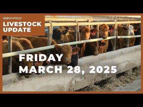 Another strong week for the cattle markets | Weekly Livestock Market Update cover art