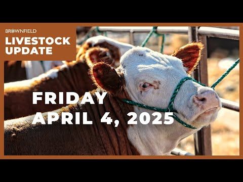 Cattle futures see a big drop this week | Weekly Livestock Market Update cover art