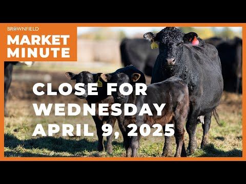 Cattle closed sharply higher at midweek | Closing Market Minute cover art