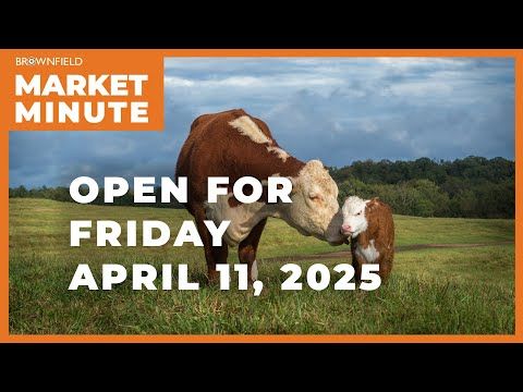 Cattle are down to start Friday | Opening Market Minute cover art