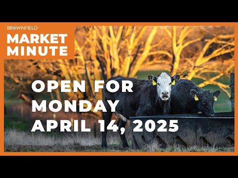 Cattle opened higher Monday | Opening Market Minute cover art