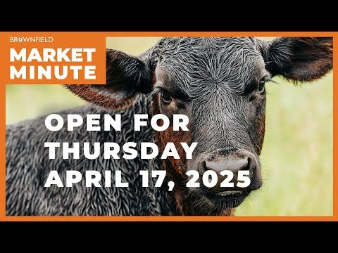 Cattle are higher Thursday morning | Opening Market Minute cover art