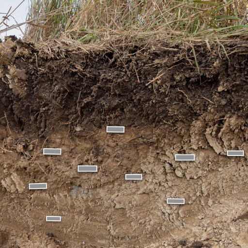 Cation exchange capacity & nutrient management: What does the data say? cover art
