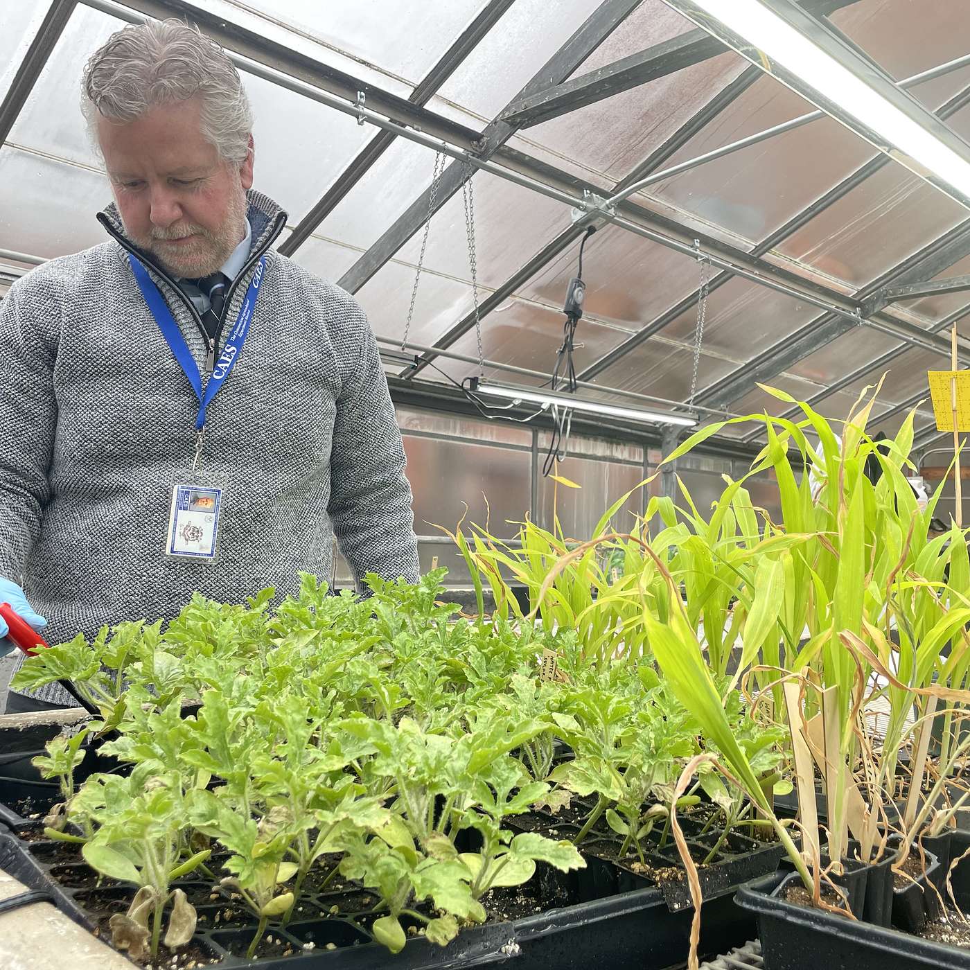 Shifting Perspectives: How Nanotech is Gaining Ground in Farming cover art