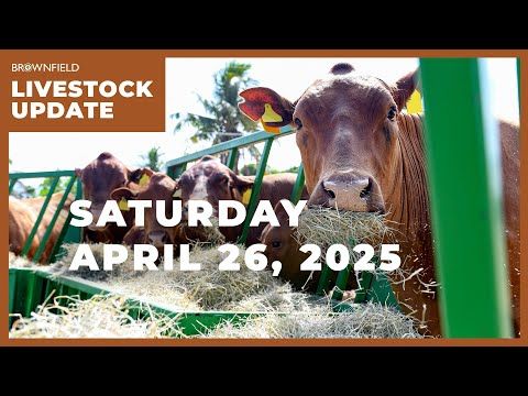 Cattle futures up sharply on the week | Weekly Livestock Market Update cover art