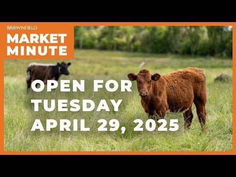 Cattle are higher Tuesday morning | Opening Market Minute cover art