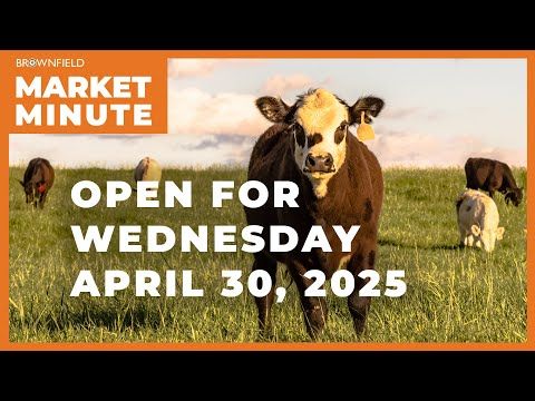 Cattle are lower Wednesday morning | Opening Market Minute cover art