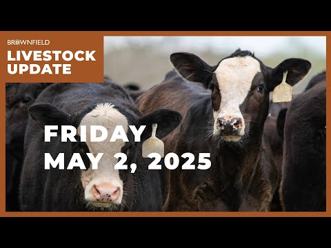 Live steer prices set a record | Weekly Livestock Market Update