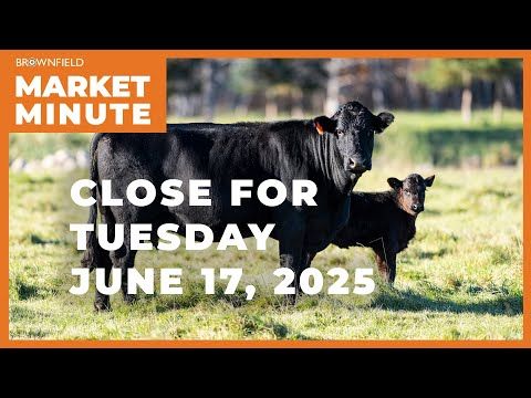 Cattle were sharply lower Tuesday | Closing Market Minute cover art