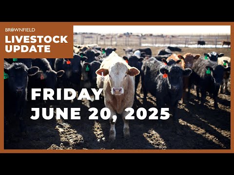 Cattle placements down 10% for May | Weekly Livestock Market Update