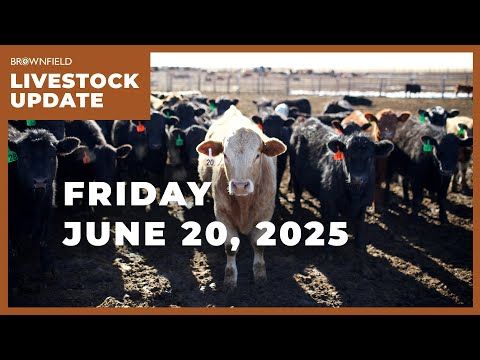 Cattle placements down 10% for May | Weekly Livestock Market Update cover art