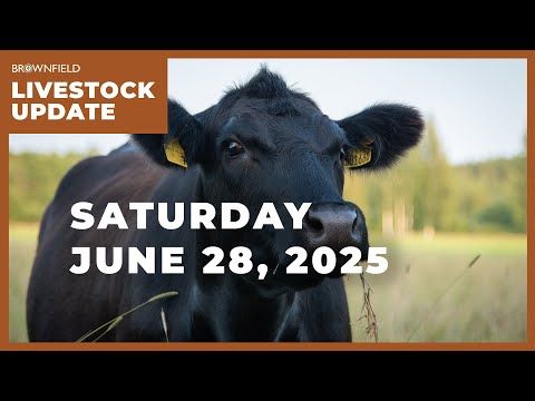 Live cattle prices decline nearly $7 on the week | Weekly Livestock Market Update cover art