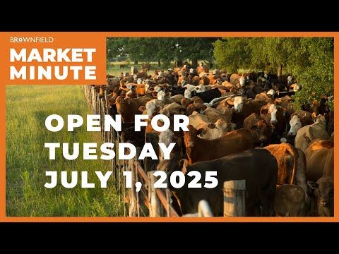 Cattle are lower Tuesday morning | Opening Market Minute cover art
