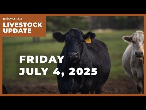Live cattle prices are $32 per cwt higher than 2024 | Weekly Livestock Market Update cover art