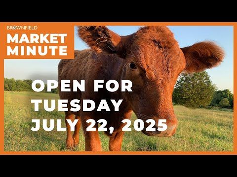 Cattle are lower Tuesday morning | Opening Market Minute cover art
