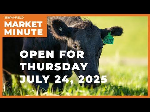 Cattle are lower Thursday morning | Opening Market Minute cover art