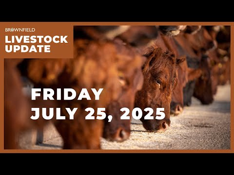 Placements down 8% in latest Cattle on Feed report | Weekly Livestock Market Update