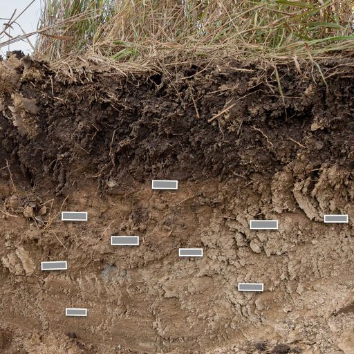 Cation exchange capacity & nutrient management: What does the data say? cover art