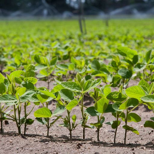 Soybean fertilizer management: IDC, sulfur, P and K soil tests, and more cover art