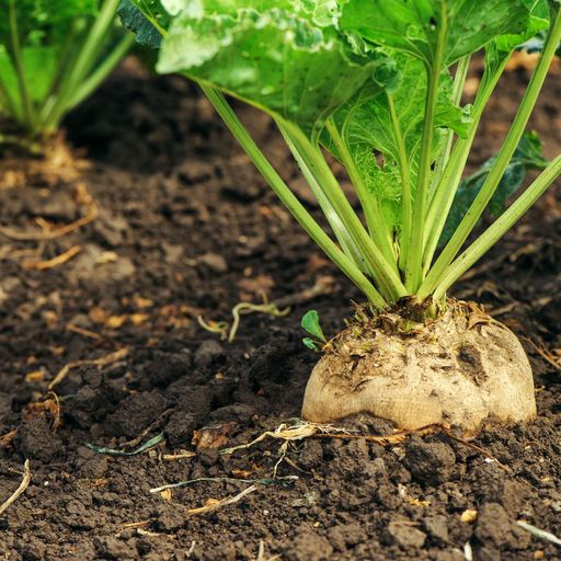 Sugarbeet nutrient management cover art