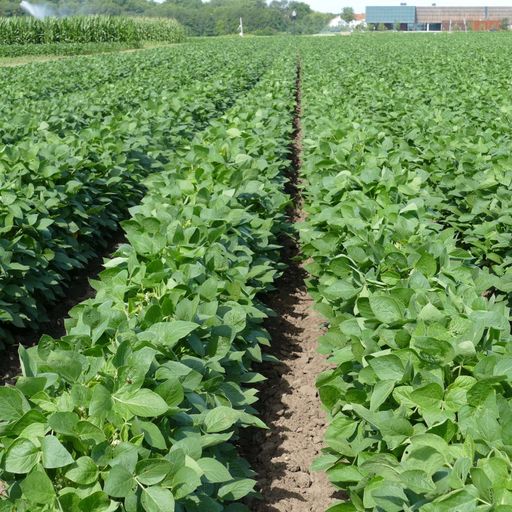 Soybean fertilizer management cover art