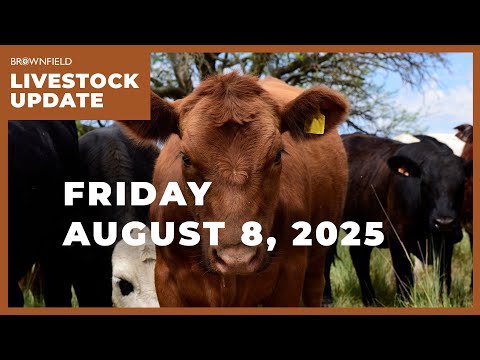Fed steer price drops more than $6 this week | Weekly Livestock Market Update