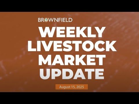 Live steer prices up more than $53 from a year ago | Weekly Livestock Market Update cover art