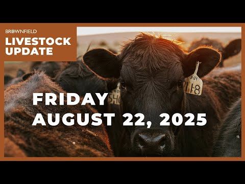 Placements drop 6% in Cattle on Feed report | Weekly Livestock Market Update for August 22, 2025 cover art