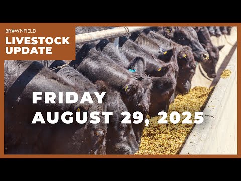 Beef cow slaughter is down 17% from 2024 | Weekly Livestock Market Update