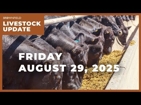Beef cow slaughter is down 17% from 2024 | Weekly Livestock Market Update cover art
