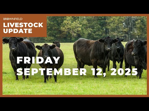 Cattle prices drop again this week | Weekly Livestock Market Update for September 12, 2025