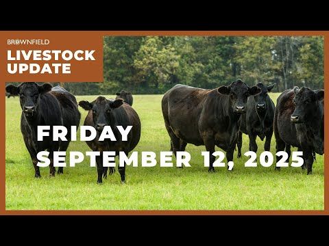 Cattle prices drop again this week | Weekly Livestock Market Update for September 12, 2025 cover art