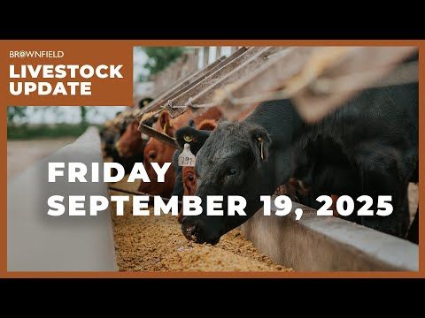 Placements drop 10% in latest Cattle on Feed report | Weekly Livestock Market Update cover art