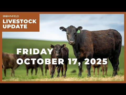 Feeder cattle were only $3.50 lower for the week despite closing limit down Friday