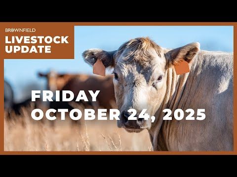 Feeder cattle futures drop nearly $20 this week | Weekly Livestock Market Update | October 24, 2025 cover art