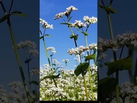 AgEmerge Podcast 173 Exploring the Haney Soil Test Highlight on Buckwheat & Phosphorus Boost cover art