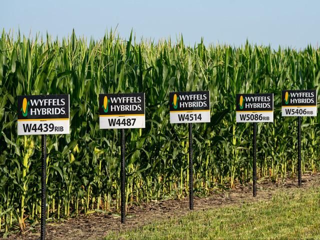 Seed Company's Data Reveal Lower 2025 Yields in Major Corn States ...