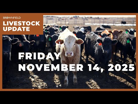 Live cattle prices slide again this week | Weekly Livestock Market Update