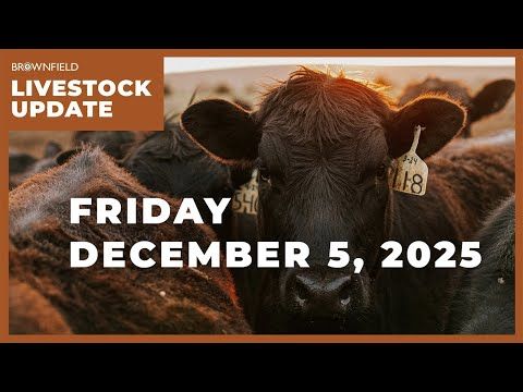 Cattle markets surge this week | Weekly Livestock Market Update cover art
