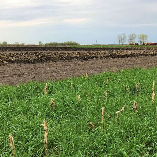 Cover crops cover art